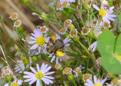 Melissodes tristis