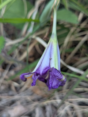 Nepal iris (Iris decora)