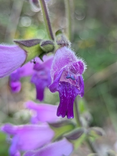 Salvia przewalskii, photograph 5