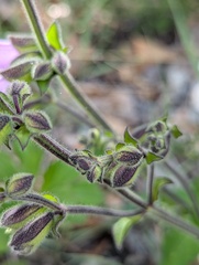 Salvia przewalskii, photograph (c) Sagnik Dutta Roy, some rights reserved (CC BY)