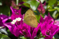 Catopsilia gorgophone