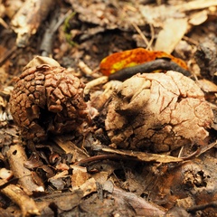 Geastrum rufescens