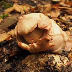 Geastrum rufescens
