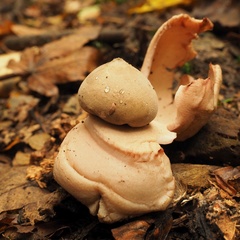 Geastrum rufescens