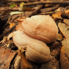 Geastrum rufescens