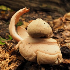 Geastrum rufescens
