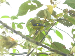 Spinus xanthogastrus