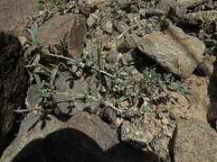 Indigofera oblongifolia