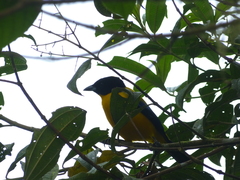 Anisognathus notabilis