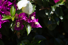 Catopsilia gorgophone