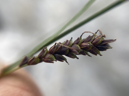 Carex ferruginea, photograph 4