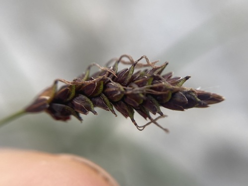Carex ferruginea, photograph 5