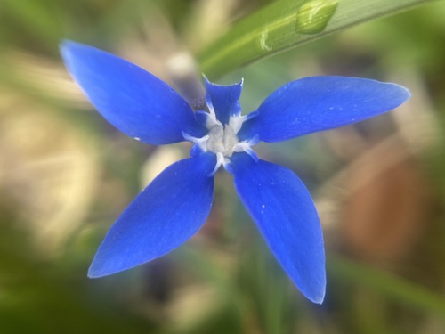 Niedriger Enzian (Gentiana pumila)