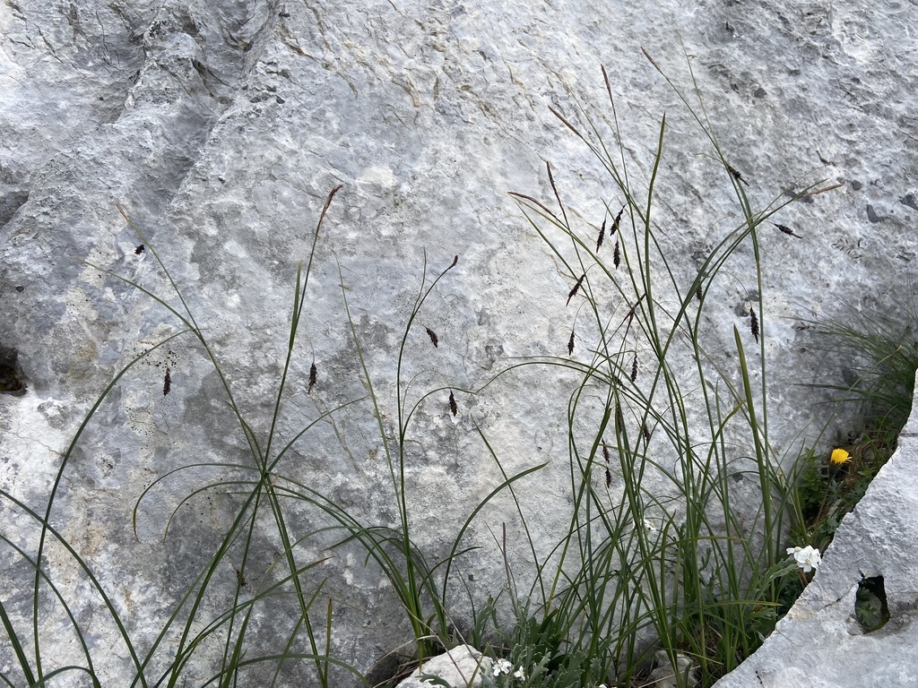 Carex ferruginea; photograph (c) Joss Carr, some rights reserved (CC BY)
