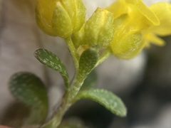 (c) Joss Carr, some rights reserved (CC BY) Alyssum wulfenianum, photograph (c) Joss Carr, some rights reserved (CC BY)