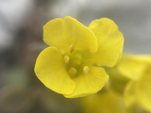 Alyssum wulfenianum, photograph 3