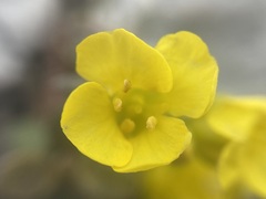 (c) Joss Carr, some rights reserved (CC BY) Alyssum wulfenianum, photograph (c) Joss Carr, some rights reserved (CC BY)