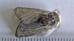 Tolype laricis