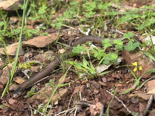 Whip Hooded Snake sighting