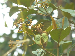 Vismia baccifera