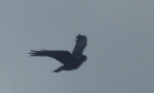 Rabenvögel