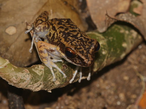 Pahang Frog, Hylarana banjarana