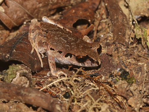Bala Asian Toad, Leptobrachella sola