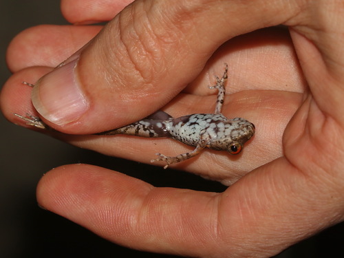 Matsu's Asian Toad, Leptobrachella melanoleuca