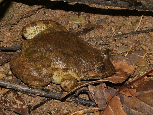 Banna Large-headed Frog, Limnonectes bannaensis