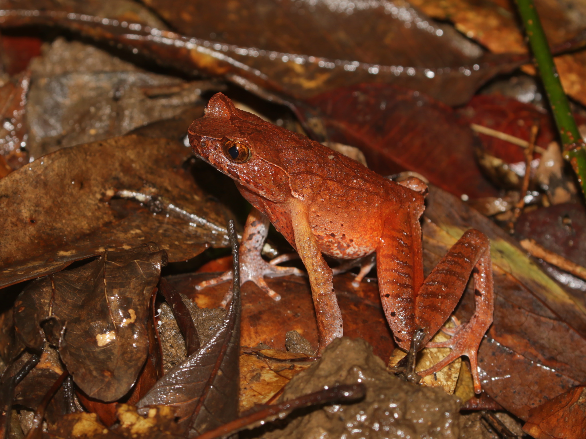 Lekagul's Horned Toad, Xenophrys lekaguli