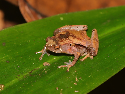 Larut Hills Rice Frog, Nanohyla annectens