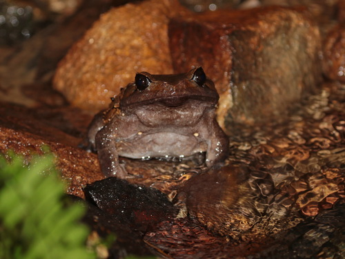 Brachytarsophrys carinense