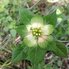 Euphorbia schiedeana