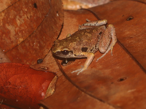 Camouflaged Paddy Frog, Micryletta dissimulans