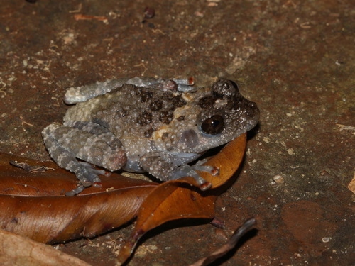 Tonkin Bug-eyed Frog, Theloderma stellatum