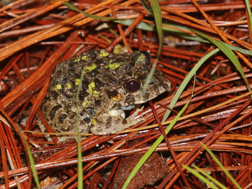 Chiang Mai Rain-Pool Frog, Minervarya chiangmaiensis
