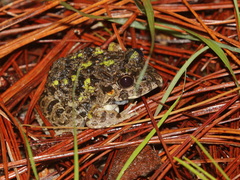 Chiang Mai Rain-Pool Frog photo 2