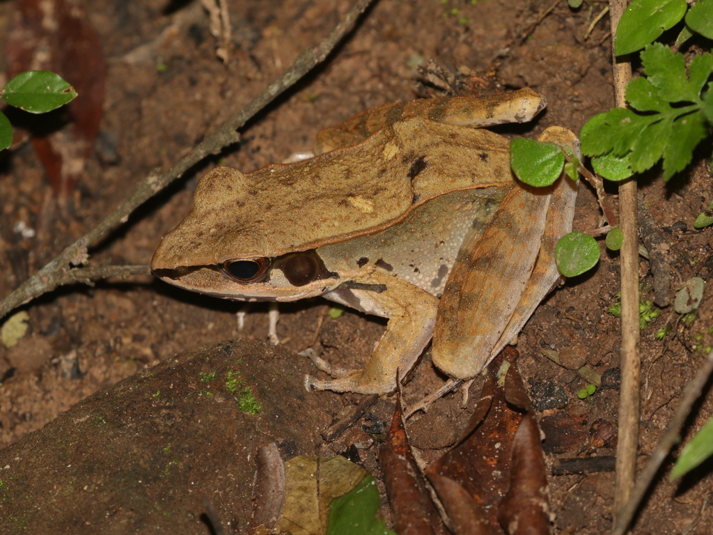 Hylarana cubitalis