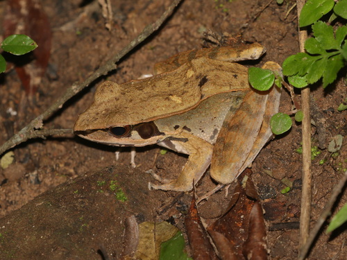 Siam Frog, Hylarana cubitalis
