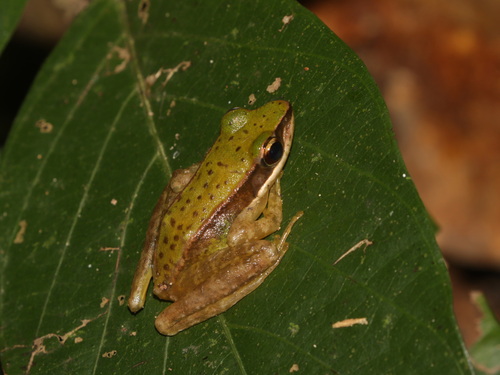 Doi Inthanon Rock Frog, Amolops archotaphus