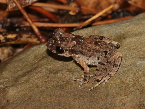 Dwarf Litter Frog, Leptobrachella minima