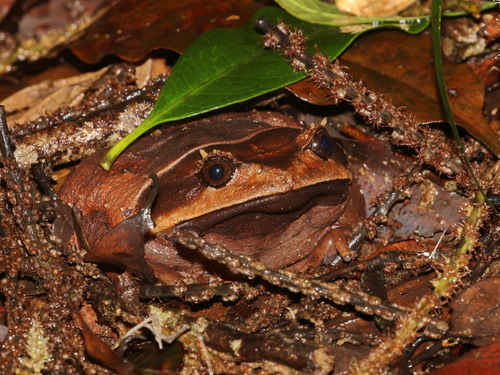 Fea's short-legged toad, Brachytarsophrys feae