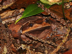 Fea's Short-legged Toad