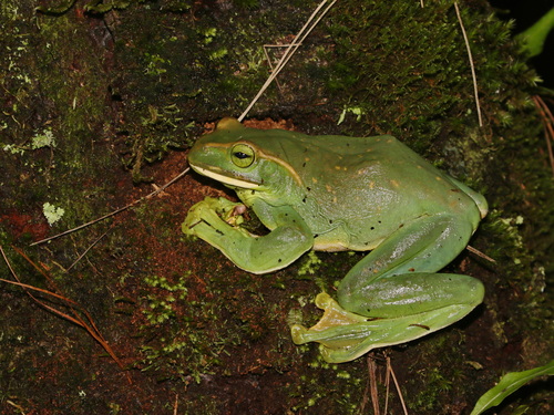 Fea's Treefrog, Zhangixalus feae