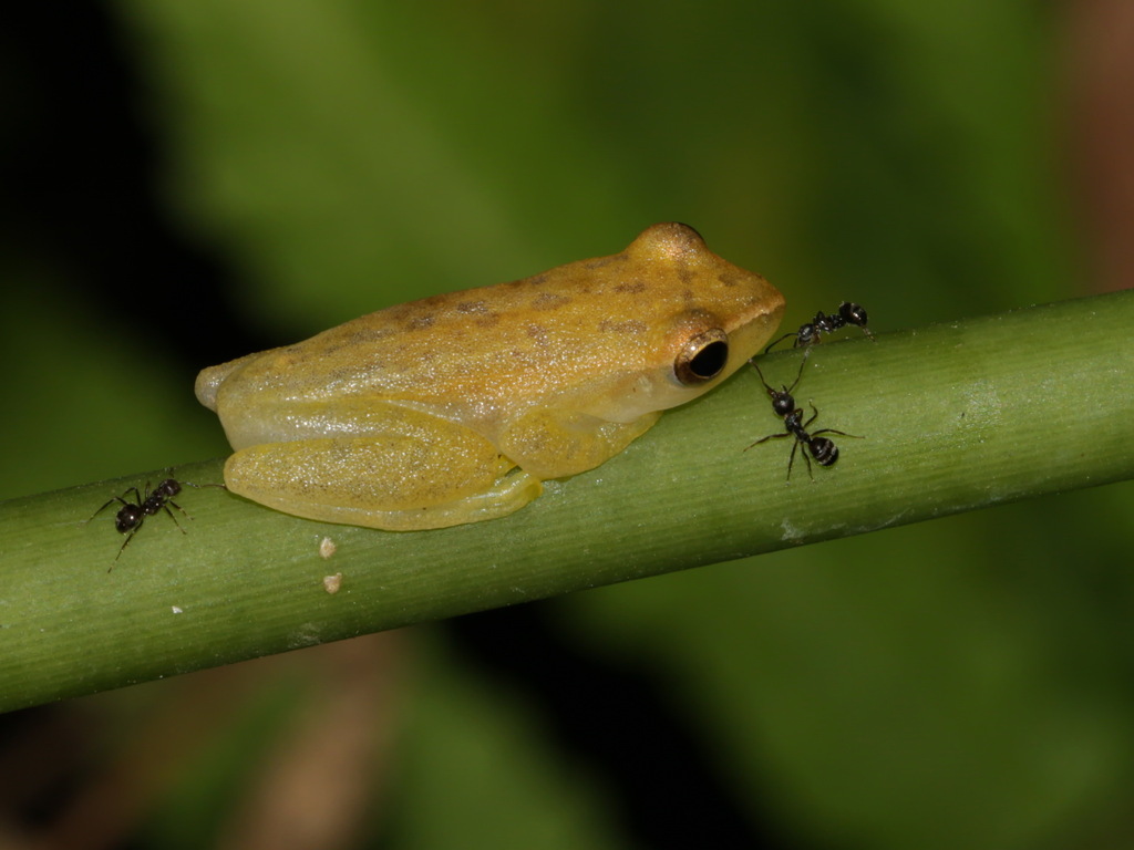 Rohanixalus Hansenae (Feihyla hansenae)