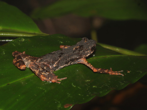 Infernal Stream Toad, Ansonia infernalis