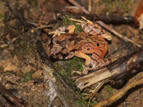 Chiang Mai Leaf Litter Toad