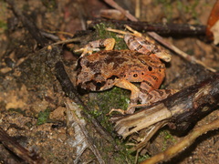Chiang Mai Leaf Litter Toad