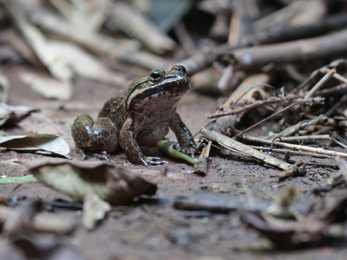 Isan Big-headed Frog, Limnonectes isanensis
