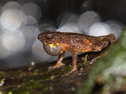 Inthanon Stream Toad, Ansonia inthanon
